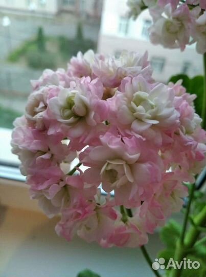 Пеларгония герань April snow и Appel blossom