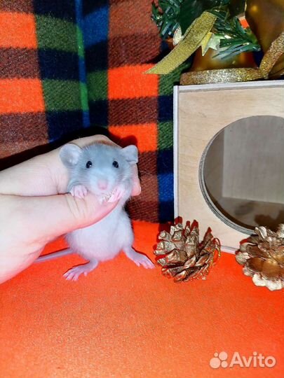 Крыса. Питомник. Клетки. Крысята. Доставка