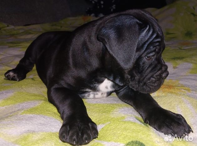 Щенки кане Корсо