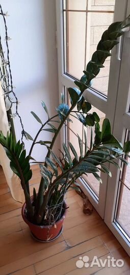 Листочки с отростками цветка Замиокулькас