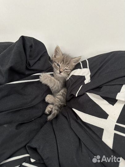 Котенок сибирский