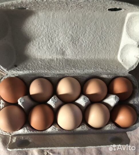 Инкубационное яйцо кур