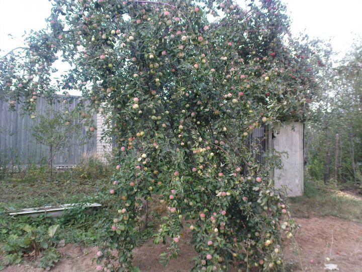 Участок 7 сот. (СНТ, ДНП)