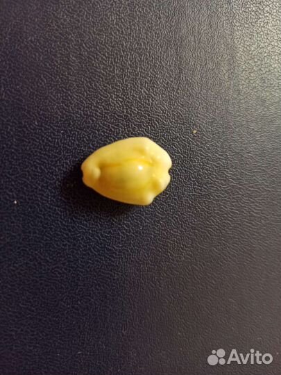 Морская раковина