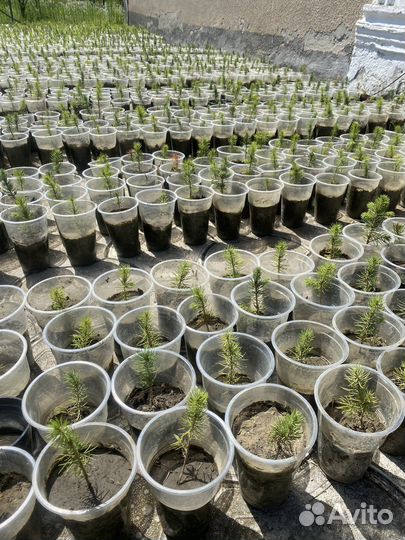 Черенки голубой ели