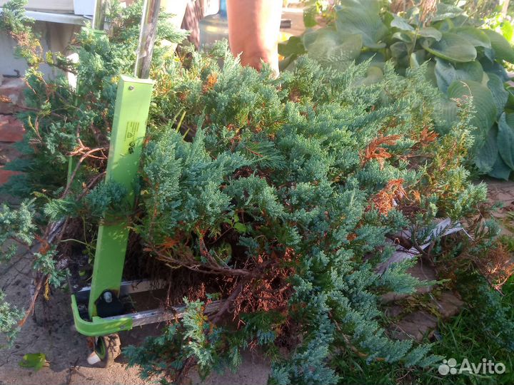 Горизонтальный можжевельник