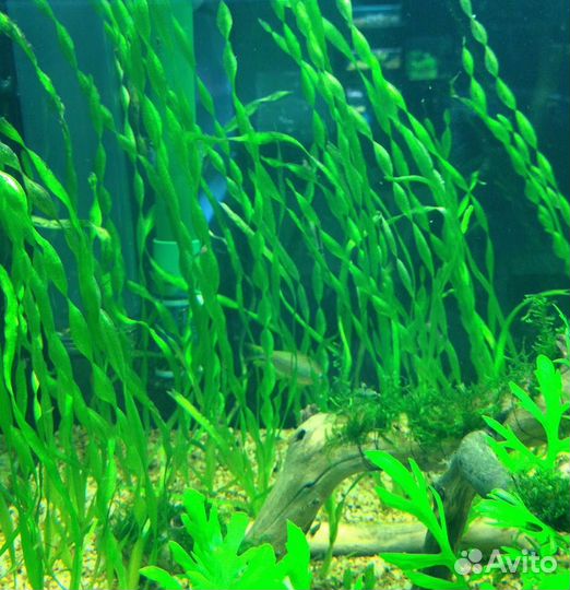 Аквариумные растения разные