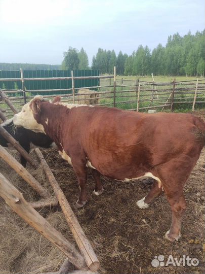 Бычки и быки, телки, 1 год, корова