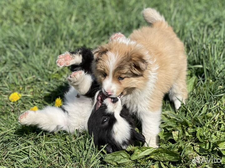 Бордер колли щенки