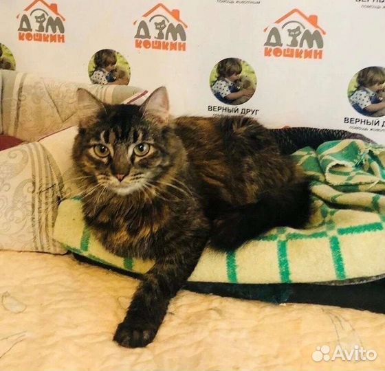 Кошка в добрые руки
