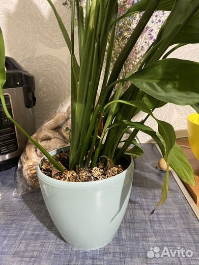 Спатифилум женское счастье