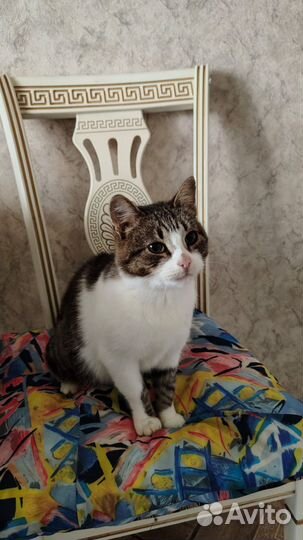 Кошка в дар