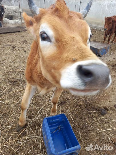 Молоко,сыр,творог,масло