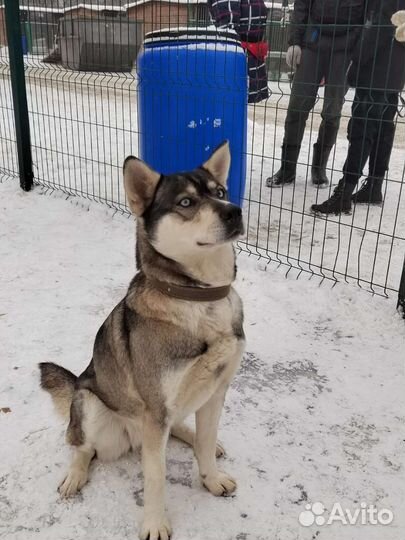 Алиса в добрые руки