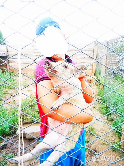 Продам поросят венгерской мангалицы