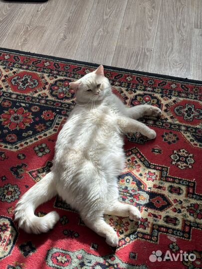 Шотландский кот вязка