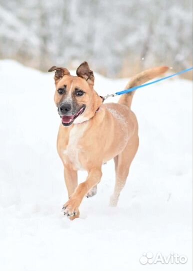 Собачка ищет дом