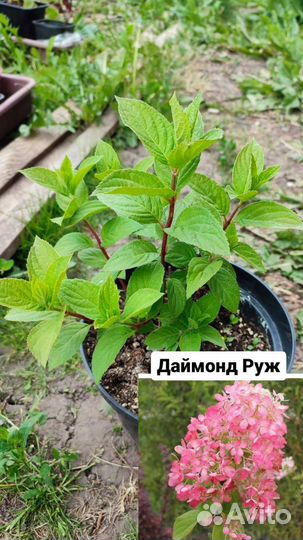 Гортензия саженцы