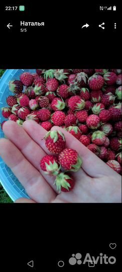 Полевая клубника (шабонка, половника)