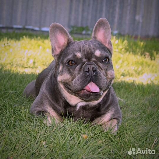 Бомбический мальчик француз