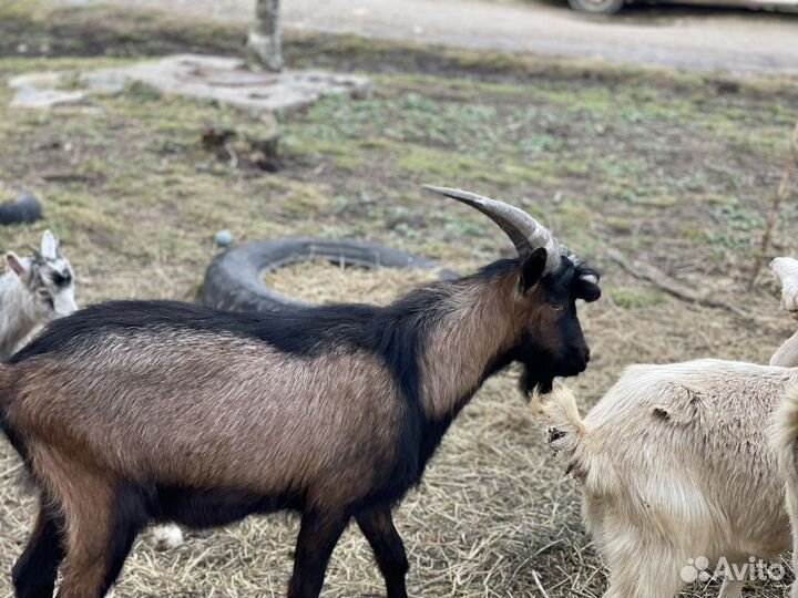 Козы дойные, козлы и козочки