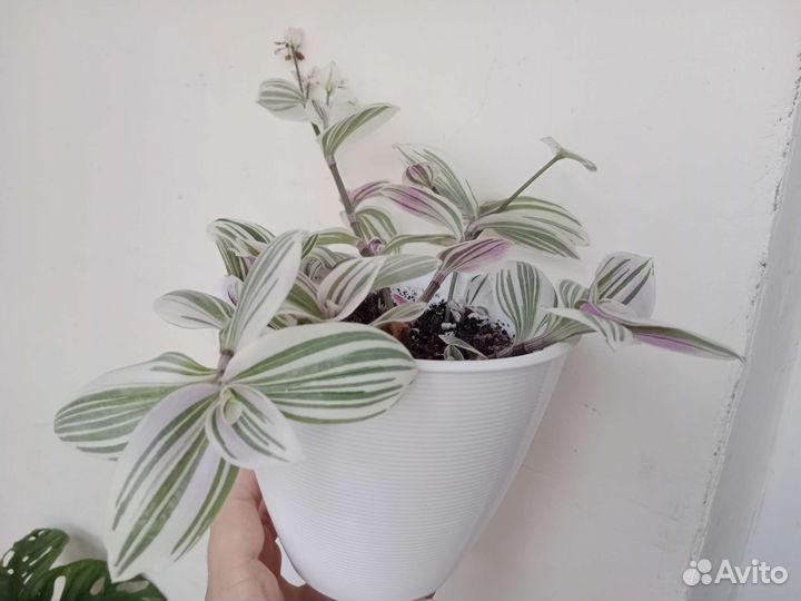 Традесканция Невеста, Белая, Зебрина