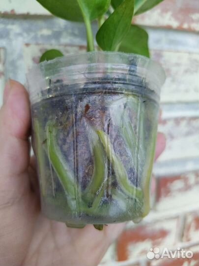 Антуриум Hibrid var