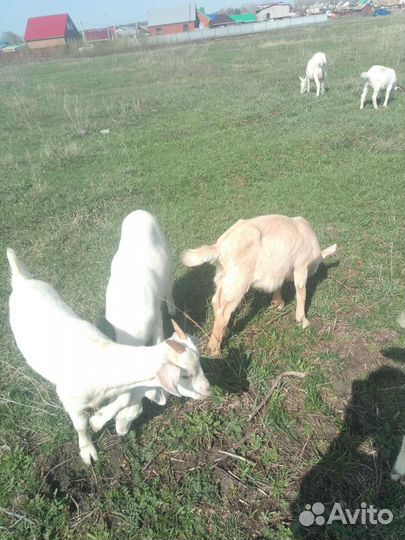 Зааненская дойная коза и козлята