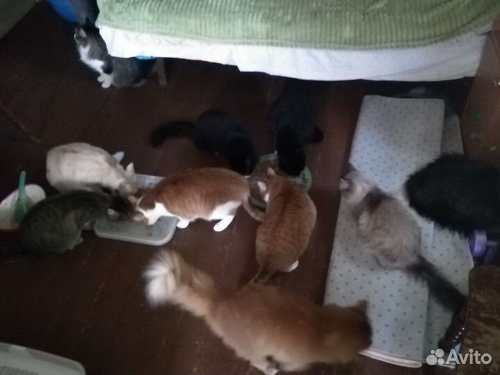 Помощь приюту