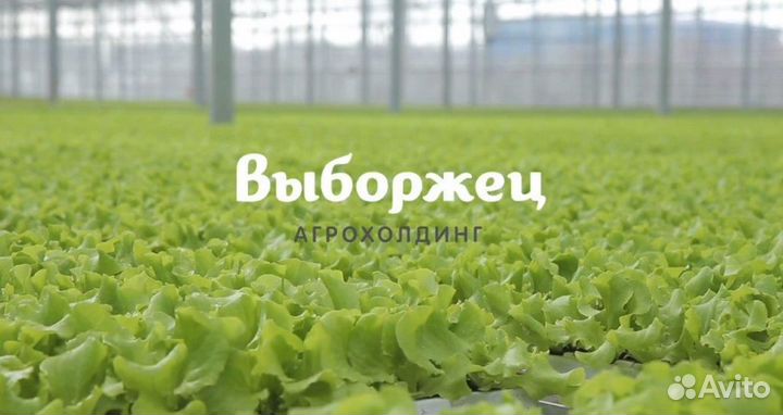 Сборщик грибов