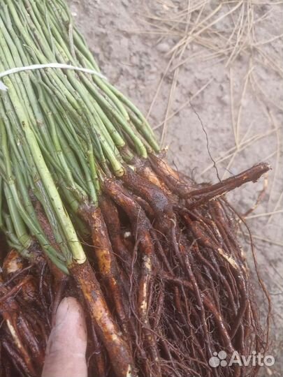 Продам шиповник