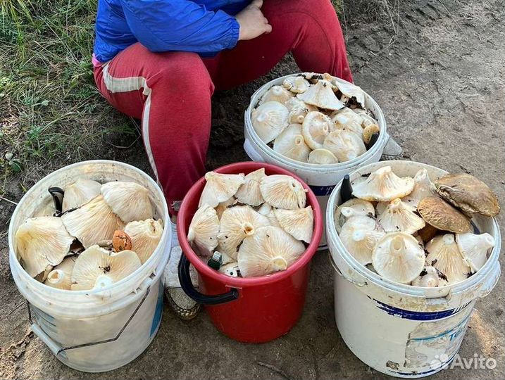Грузди свежие