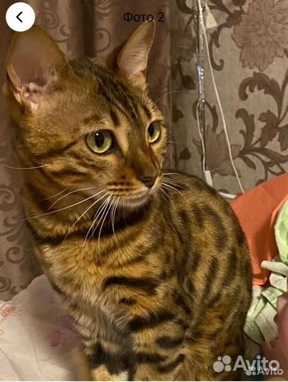 Бенгальская кошка бесплатно