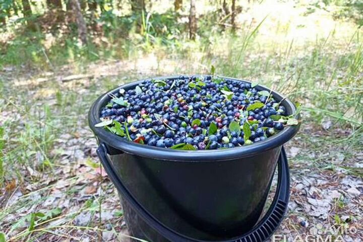 Черника свежая