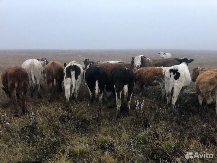 Бычки и телята