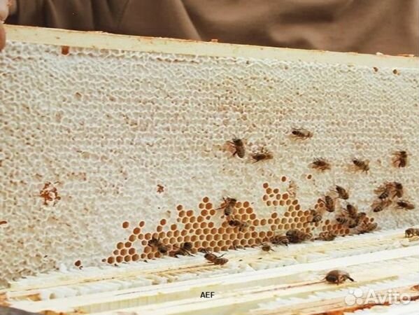 Мед 2024 года натуральный опт