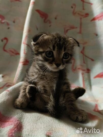 Вислоухие котята и прямоухие