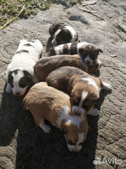 Щенки в добрые руки