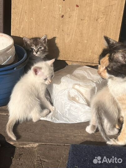 Котята в дар