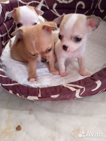 Щенки чихуахуа мини