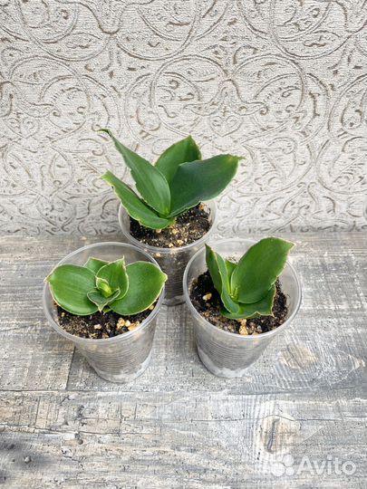 Сансевиерия стар роуз