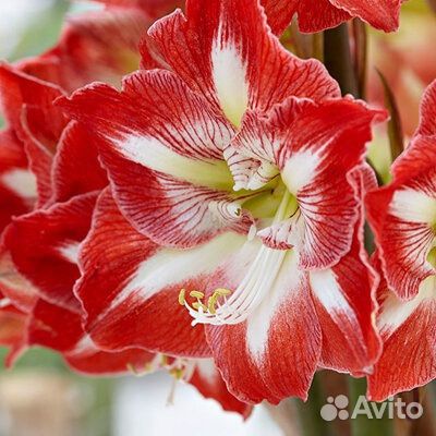 Амариллис Минерва