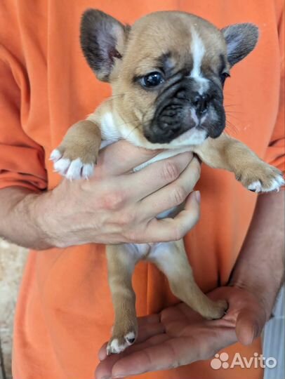 Чудо мужчина