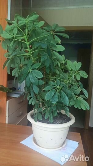 Цветок шефлера