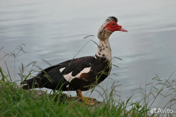 Утки шипуны