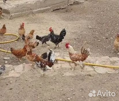 Петух декоративный