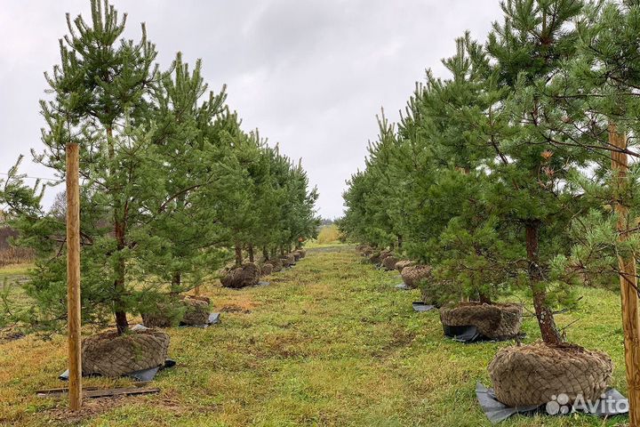 Сосна обыкновенная (не формированная) до 11 метров