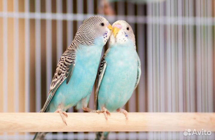 Волнистый попугай голубые птенцы