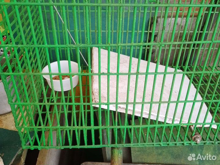 Аренда кошколовки