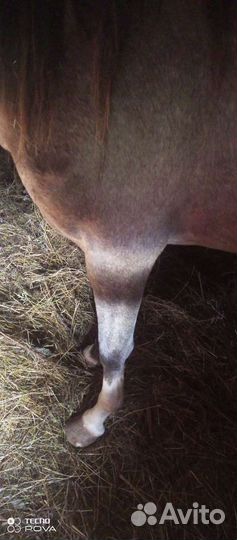 Арабо-терский